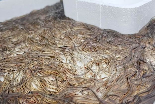 CIVELLES – Repeuplement landais avec des milliers de pibales